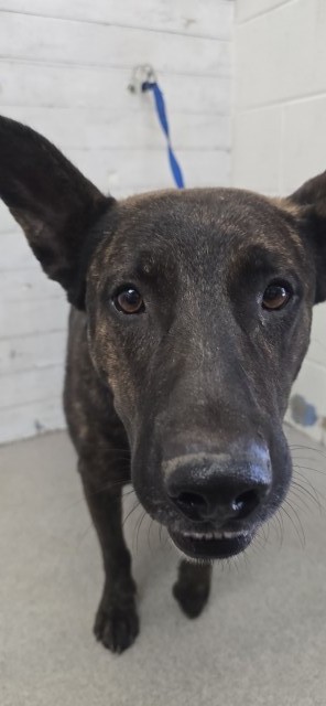Shelter Stray Male Dog last seen Near BLOCK W. M ST., 333 Chandler Pl, San Bernardino, CA 92408, USA