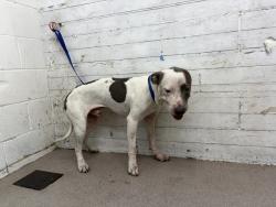Shelter Stray Male Dog last seen Near BLOCK N LA CADENA, 333 Chandler Pl, San Bernardino, CA 92408, USA