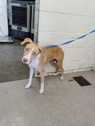 Shelter Stray Female Dog last seen SEPULVEDA AND 46TH ST, 333 Chandler Pl, San Bernardino, CA 92408, USA
