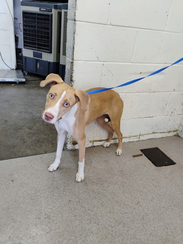 Shelter Stray Female Dog last seen SEPULVEDA AND 46TH ST, 333 Chandler Pl, San Bernardino, CA 92408, USA