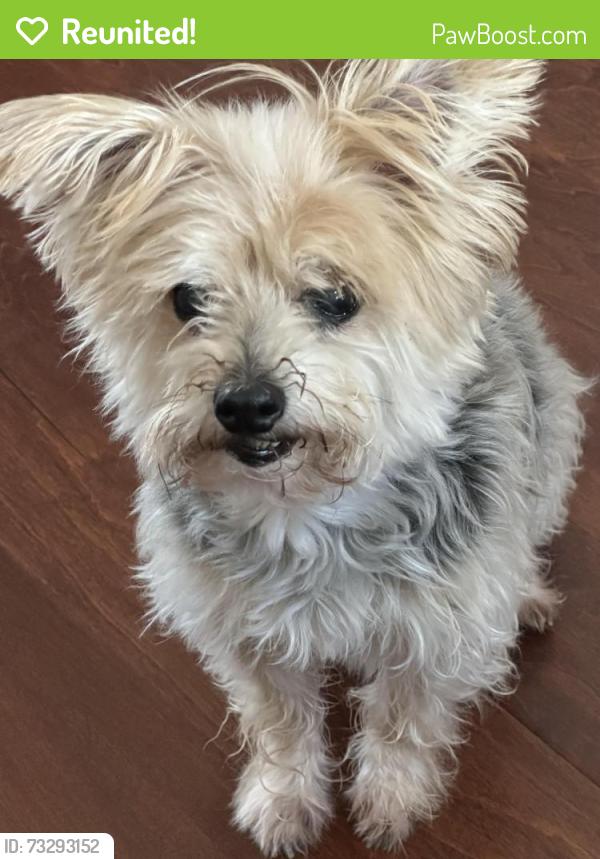 Reunited Female Dog last seen Risinger/ summercreek, Fort Worth, TX 76123