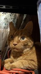 Found/Stray Male Cat last seen St helens circle and The Grotto, Lake Oswego, OR 97035