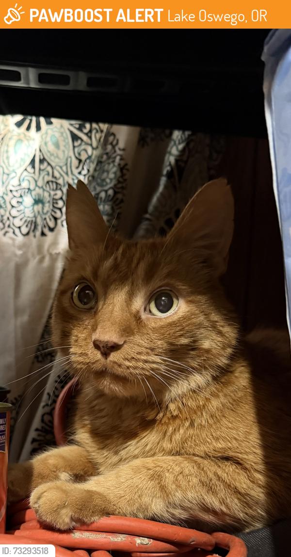 Found/Stray Male Cat last seen St helens circle and The Grotto, Lake Oswego, OR 97035
