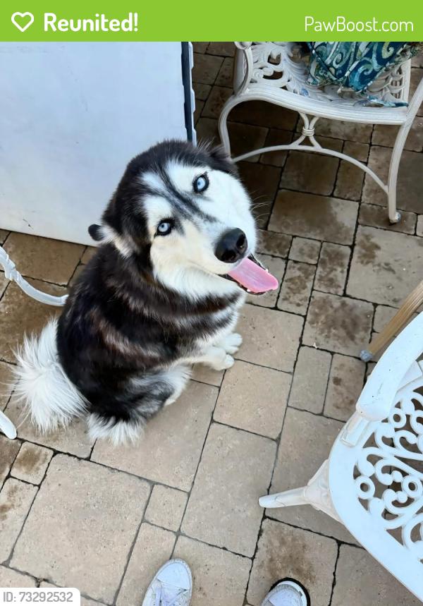 Reunited Female Dog last seen Near e verness st, Covina, CA 91723
