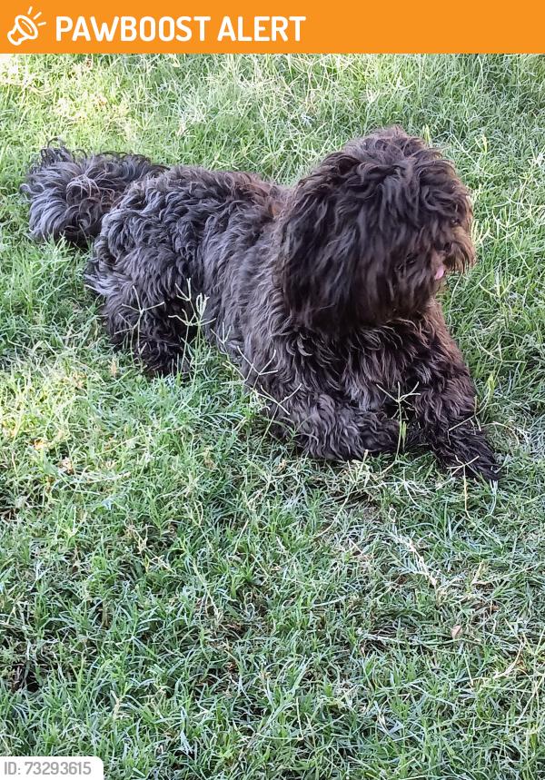 Found/Stray Unknown Dog last seen Ramón Rd, Varner Rd, Thousand Palms, CA 92276