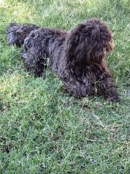 Found/Stray Unknown Dog last seen Ramón Rd, Varner Rd, Thousand Palms, CA 92276