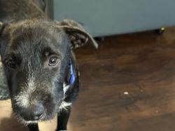 Lost Male Dog last seen River Country Subdivision, Bear Bluff Road, Conway, SC 29526