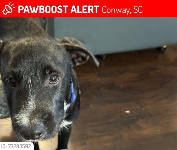 Lost Male Dog last seen River Country Subdivision, Bear Bluff Road, Conway, SC 29526