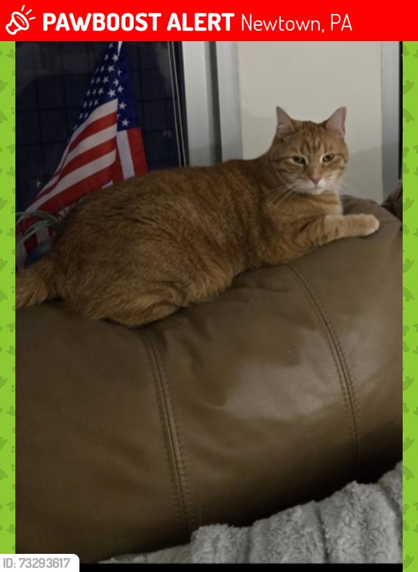 Lost Female Cat last seen Cambridge Lane and Winchester Lane, Newtown, PA 18940