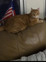 Lost Female Cat last seen Cambridge Lane and Winchester Lane, Newtown, PA 18940