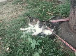 Lost Female Cat last seen Near Kipling Street lakewood, Lakewood, CO 80215