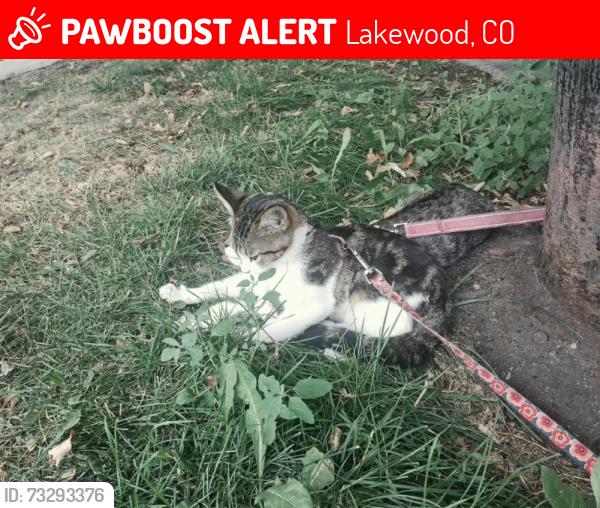 Lost Female Cat last seen Near Kipling Street lakewood, Lakewood, CO 80215