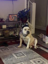Lost Male Dog last seen 36th and giraud, Minneapolis, MN 55412