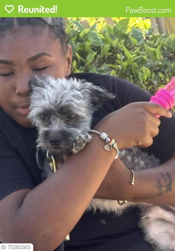 Reunited Male Dog last seen Obama and Chesapeake ave, Los Angeles, CA 90016