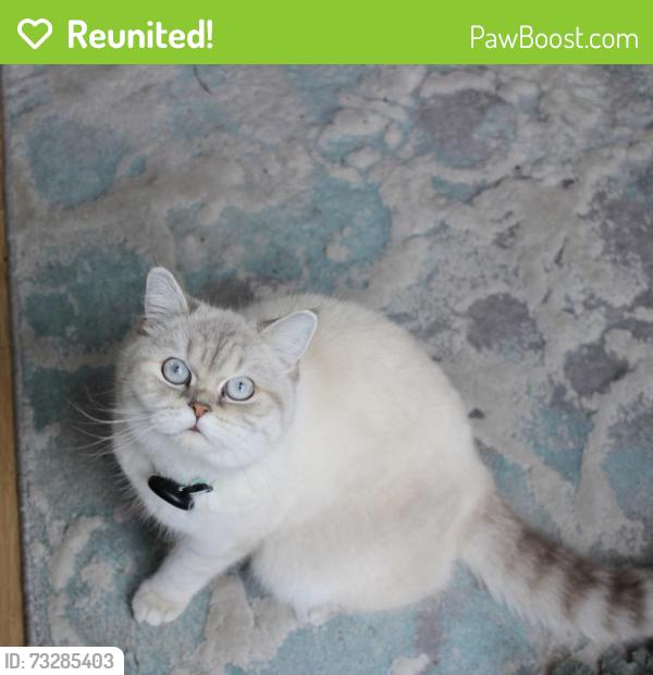 Reunited Female Cat last seen Nelson road, camellia place, Twickenham, Greater London, England TW2 7HZ