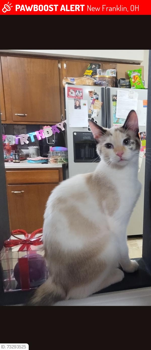 Lost Female Cat last seen Renninger Rd, off Manchester Rd. 44319, New Franklin, OH 44319