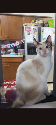 Lost Female Cat last seen Renninger Rd, off Manchester Rd. 44319, New Franklin, OH 44319