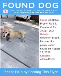 Reunited Female Dog last seen Blue Springs Road, South Cleveland, TN 37311