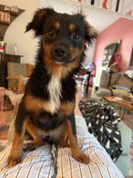 Reunited Female Dog last seen Biffle Road & Corn Crib Court, Redan, GA 30088