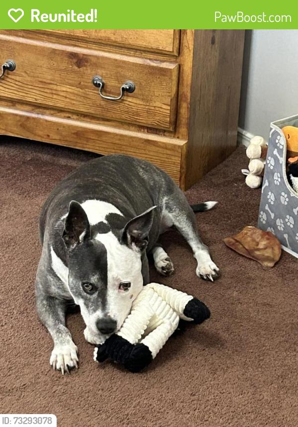 Reunited Female Dog last seen Riverfork Road near Bethlehem Union Church, Waterloo, SC 29384