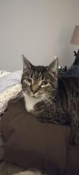Lost Male Cat last seen Old city Boulevard, Berlin, MD 21811