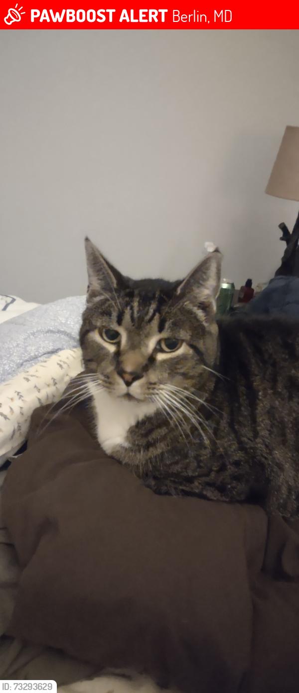 Lost Male Cat last seen Old city Boulevard, Berlin, MD 21811