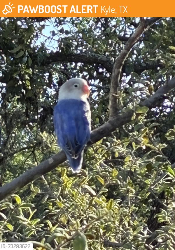 Found/Stray Unknown Bird last seen West FM 150 and FM 2770, Kyle, Kyle, TX 78640