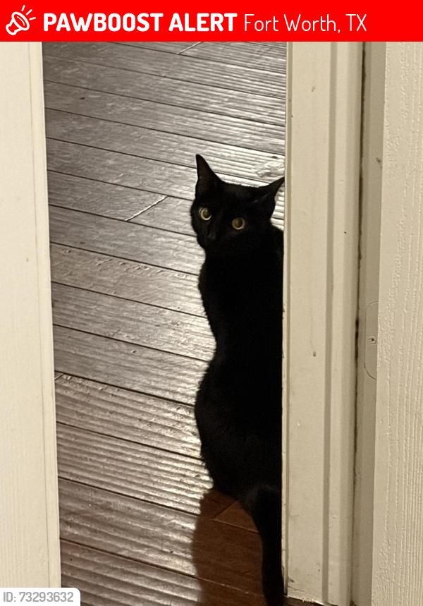 Lost Female Cat last seen Grand National Blvd, Fort Worth, TX 76179