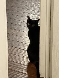 Lost Female Cat last seen Grand National Blvd, Fort Worth, TX 76179