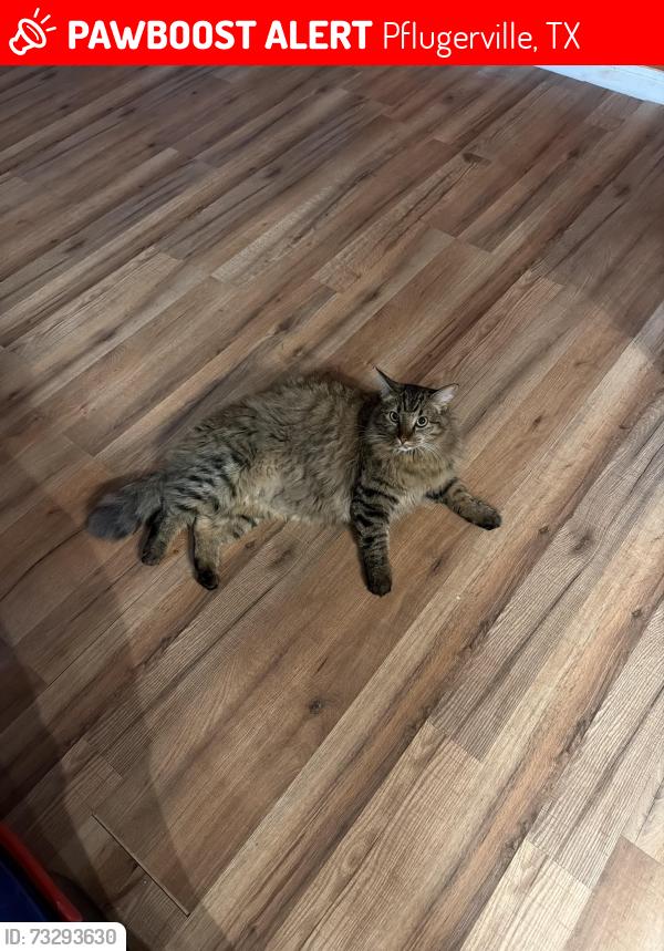 Lost Male Cat last seen Howard lane, Pflugerville, TX 78660