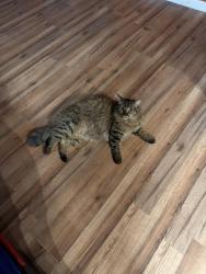 Lost Male Cat last seen Howard lane, Pflugerville, TX 78660