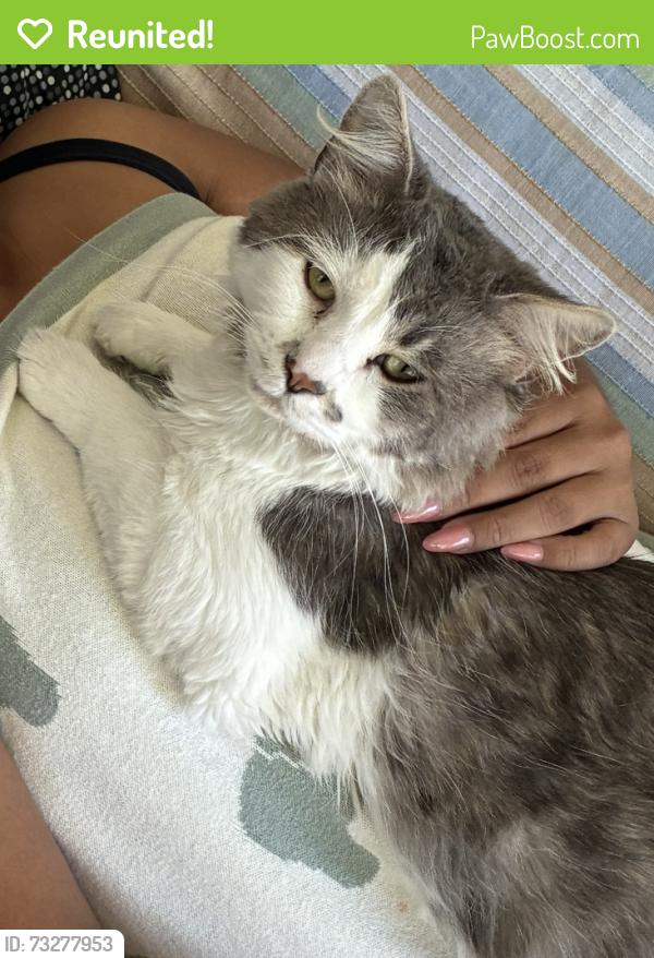 Reunited Male Cat last seen Boulevard apmts, Oceanside, CA 92056