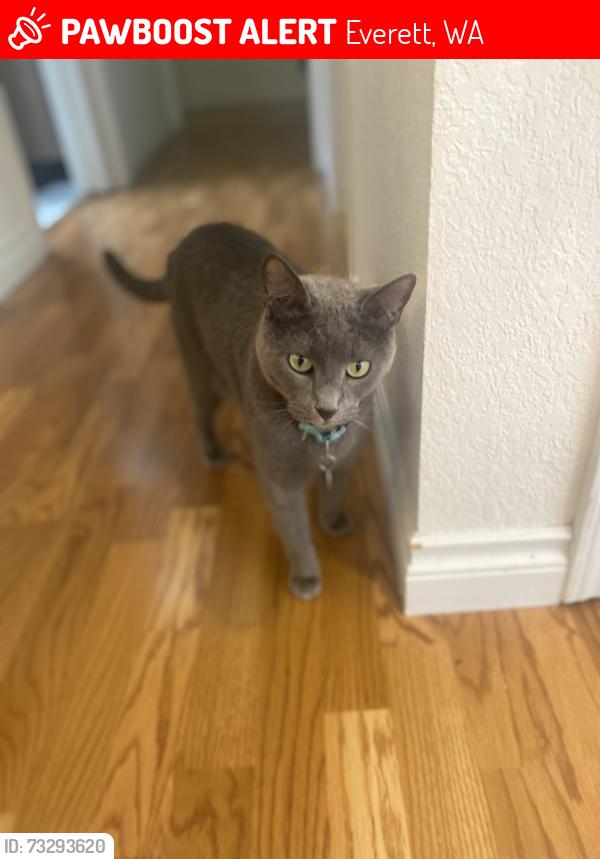 Lost Male Cat last seen England Ave., Everett, WA 98203