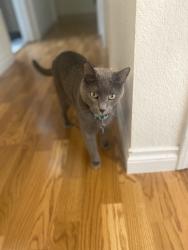 Lost Male Cat last seen England Ave., Everett, WA 98203