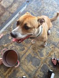 Reunited Unknown Dog last seen Green Needle Drive and Forsyth Rd., Orange County, FL 32792