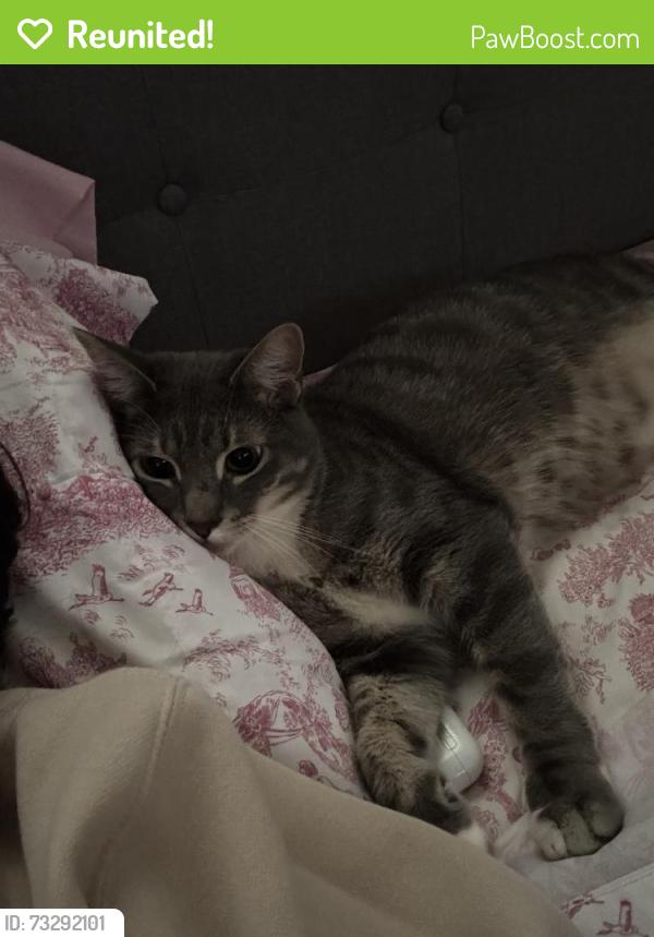 Reunited Male Cat last seen Near E Birch Ct, Ontario, CA 91761, USA, Ontario, CA 91761