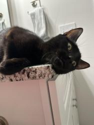 Found/Stray Female Cat last seen Nevin Park, Charlotte, NC 28269