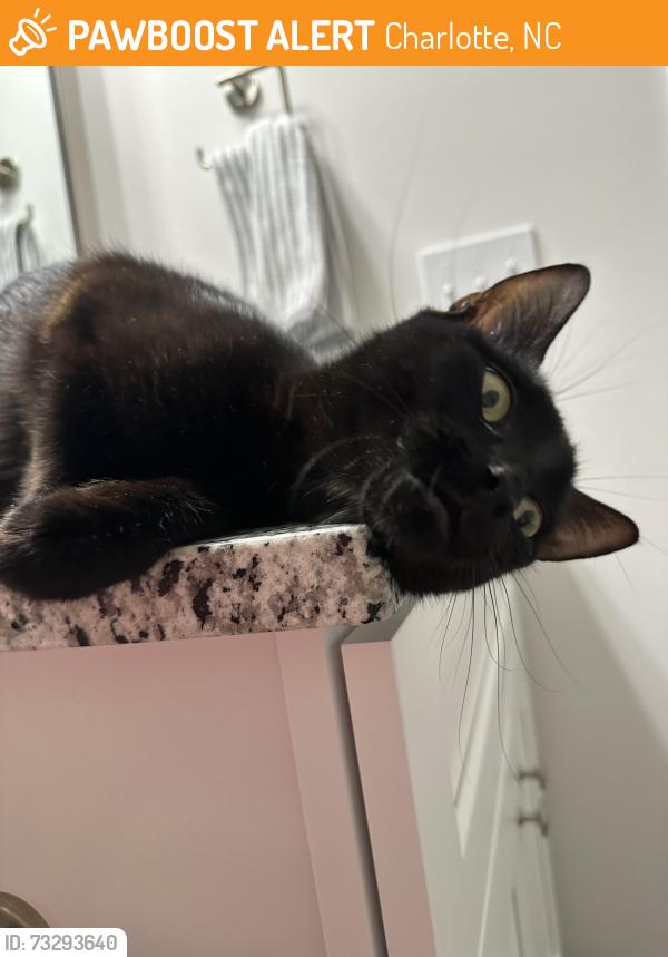 Found/Stray Female Cat last seen Nevin Park, Charlotte, NC 28269