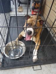 Found/Stray Male Dog last seen Near W Fullerton, Elmwood Park, IL 60707