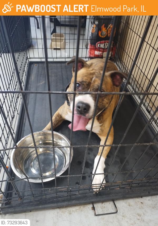 Found/Stray Male Dog last seen Near W Fullerton, Elmwood Park, IL 60707