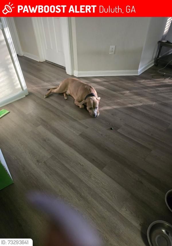 Lost Male Dog last seen Peachtree industrial, Duluth, GA 30096