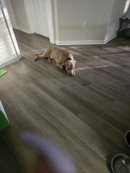 Lost Male Dog last seen Peachtree industrial, Duluth, GA 30096