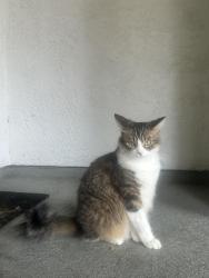 Lost Female Cat last seen South Pasadena high school, South Pasadena, CA 91030