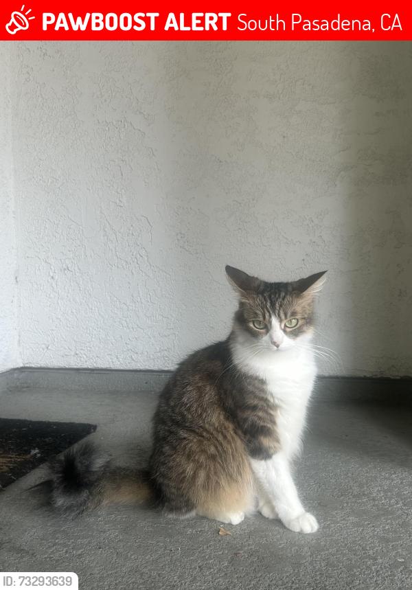Lost Female Cat last seen South Pasadena high school, South Pasadena, CA 91030
