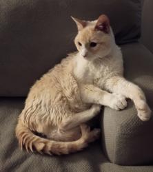 Lost Male Cat last seen Near North Texas Street #136, Fairfield, CA 94533