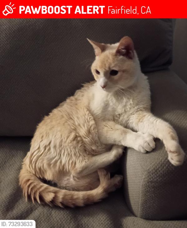 Lost Male Cat last seen Near North Texas Street #136, Fairfield, CA 94533