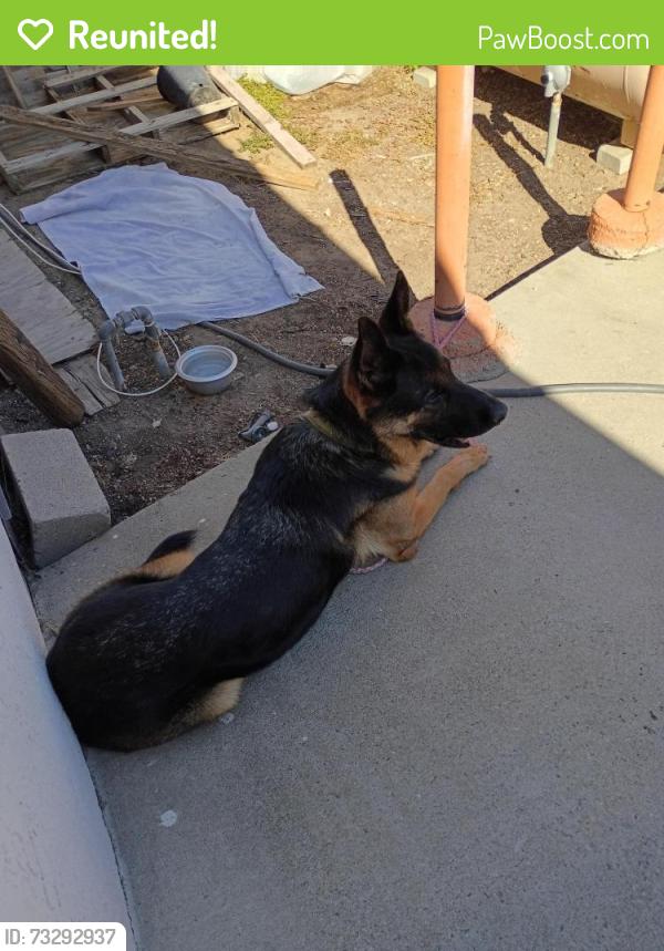 Reunited Male Dog last seen Lone tree and Brentwood blvd, Brentwood, CA 94513