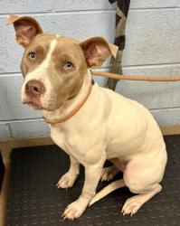 Shelter Stray Female Dog last seen Near McAfee Rd Decatur, Georgia 30032, 30032, GA, 3280 Chamblee Dunwoody Rd, Chamblee, GA 30341, USA
