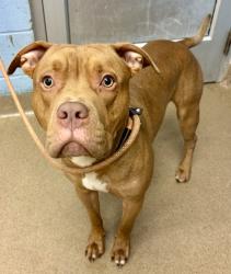 Shelter Stray Male Dog last seen Near COLUMBIA DR, 30034, GA, 3280 Chamblee Dunwoody Rd, Chamblee, GA 30341, USA