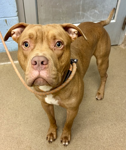 Shelter Stray Male Dog last seen Near COLUMBIA DR, 30034, GA, 3280 Chamblee Dunwoody Rd, Chamblee, GA 30341, USA